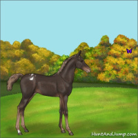 Horse Color:Liver Chestnut Blanket
