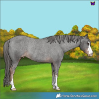 Horse Color:Liver Chestnut Varnish Rabicano 