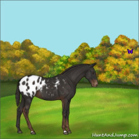 Horse Color:Liver Chestnut Appaloosa 