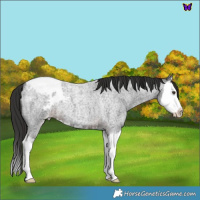 Horse Color:Liver Red Roan Splash Appaloosa 