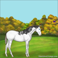Horse Color:White Spotted Liver Chestnut Splash Appaloosa 