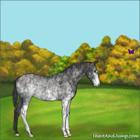 Horse Color:White Spotted Liver Chestnut Appaloosa Rabicano 
