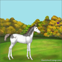 Horse Color:Liver Red Roan Splash Varnish 