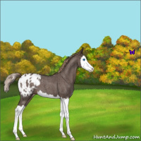 Horse Color:Liver Red Roan Splash Appaloosa 