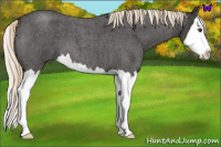 Horse Color:Liver Red Roan Sabino Splash 
