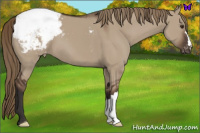 Horse Color:Liver Red Dun Appaloosa
