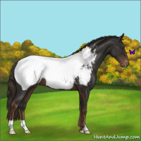 Horse Color:Liver Chestnut Appaloosa 