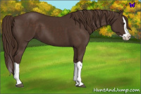 Horse Color:Liver Chestnut Splash 