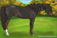 Horse Color:Liver Chestnut 