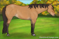 Horse Color:Buckskin Dun 