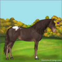Horse Color:Liver Chestnut Varnish 