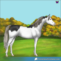 Horse Color:Liver Chestnut Splash 
