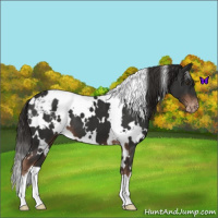 Horse Color:White Spotted Liver Chestnut Appaloosa 