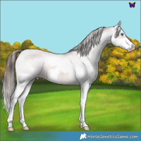 Horse Color:Liver Chestnut Splash Varnish 