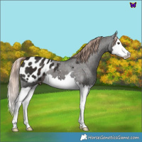 Horse Color:Liver Chestnut Splash Appaloosa 
