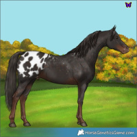Horse Color:Liver Chestnut Blanket Rabicano 