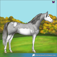 Horse Color:Liver Chestnut Splash Appaloosa 