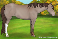 Horse Color:Classic Champagne 