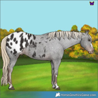 Horse Color:Liver Chestnut Appaloosa 