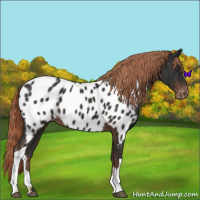 Horse Color:Liver Chestnut Appaloosa 