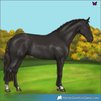 Horse Color:Liver Chestnut Rabicano 