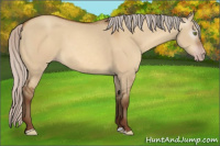 Horse Color:Gray Silver Amber Champagne Dun 