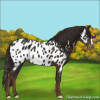 Horse Color:Liver Chestnut Near Leopard 