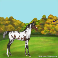 Horse Color:White Spotted Liver Chestnut Blanket