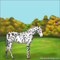 Horse Color:White Spotted Liver Chestnut Appaloosa 