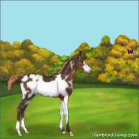 Horse Color:White Spotted Liver Chestnut Frame 