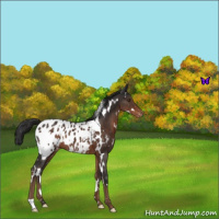 Horse Color:White Spotted Liver Chestnut Blanket 