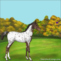 Horse Color:White Spotted Liver Chestnut Sabino Near Leopard 