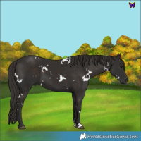 Horse Color:White Spotted Liver Chestnut 