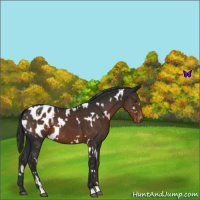 Horse Color:White Spotted Liver Chestnut Blanket 