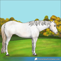 Horse Color:Buckskin Varnish 