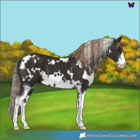 Horse Color:White Spotted Liver Chestnut Sabino