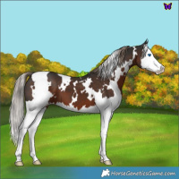 Horse Color:White Spotted Liver Chestnut Splash