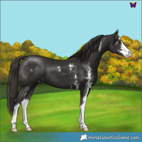 Horse Color:Liver Chestnut Sabino Appaloosa 