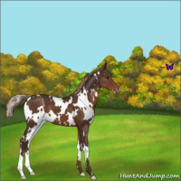 Horse Color:White Spotted Liver Chestnut Varnish 