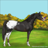 Horse Color:Liver Chestnut Sabino Appaloosa 