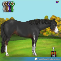 Horse Color:Liver Chestnut Sabino 
