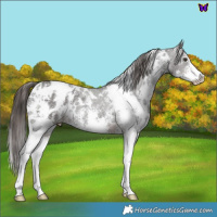 Horse Color:White Spotted Liver Chestnut Sabino Appaloosa 
