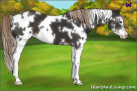 Horse Color:White Spotted Liver Chestnut Sabino 