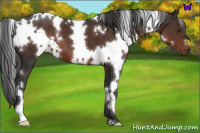 Horse Color:White Spotted Liver Chestnut 