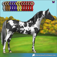 Horse Color:White Spotted Liver Chestnut