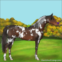 Horse Color:White Spotted Liver Chestnut 