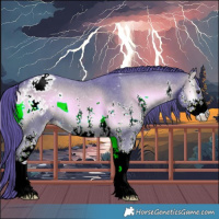 Horse Color:Watercolor Liver Red Onyx Sabino Appaloosa