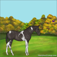 Horse Color:Smoky Black Tobiano 