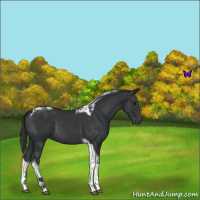 Horse Color:Black Tobiano