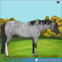 Horse Color:Blue Roan Tobiano 